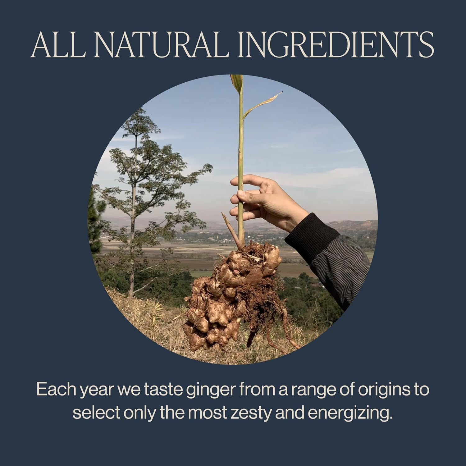 Rishi Tea Ginger Herbal Tea Organic Caffeine Free Loose Leaf 16 Ounces 56+Servings - Image 5