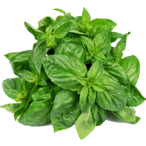 Basil – Bundle