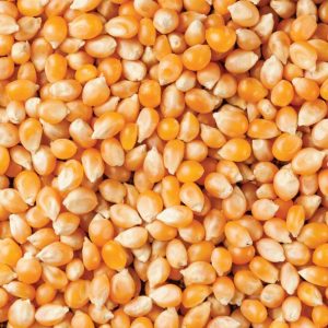 Organic Popcorn Kernels BULK