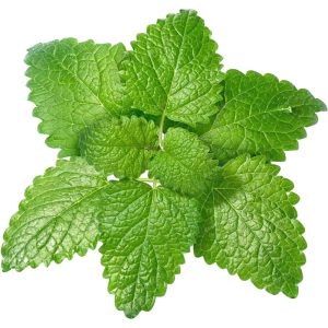 Lemon Balm