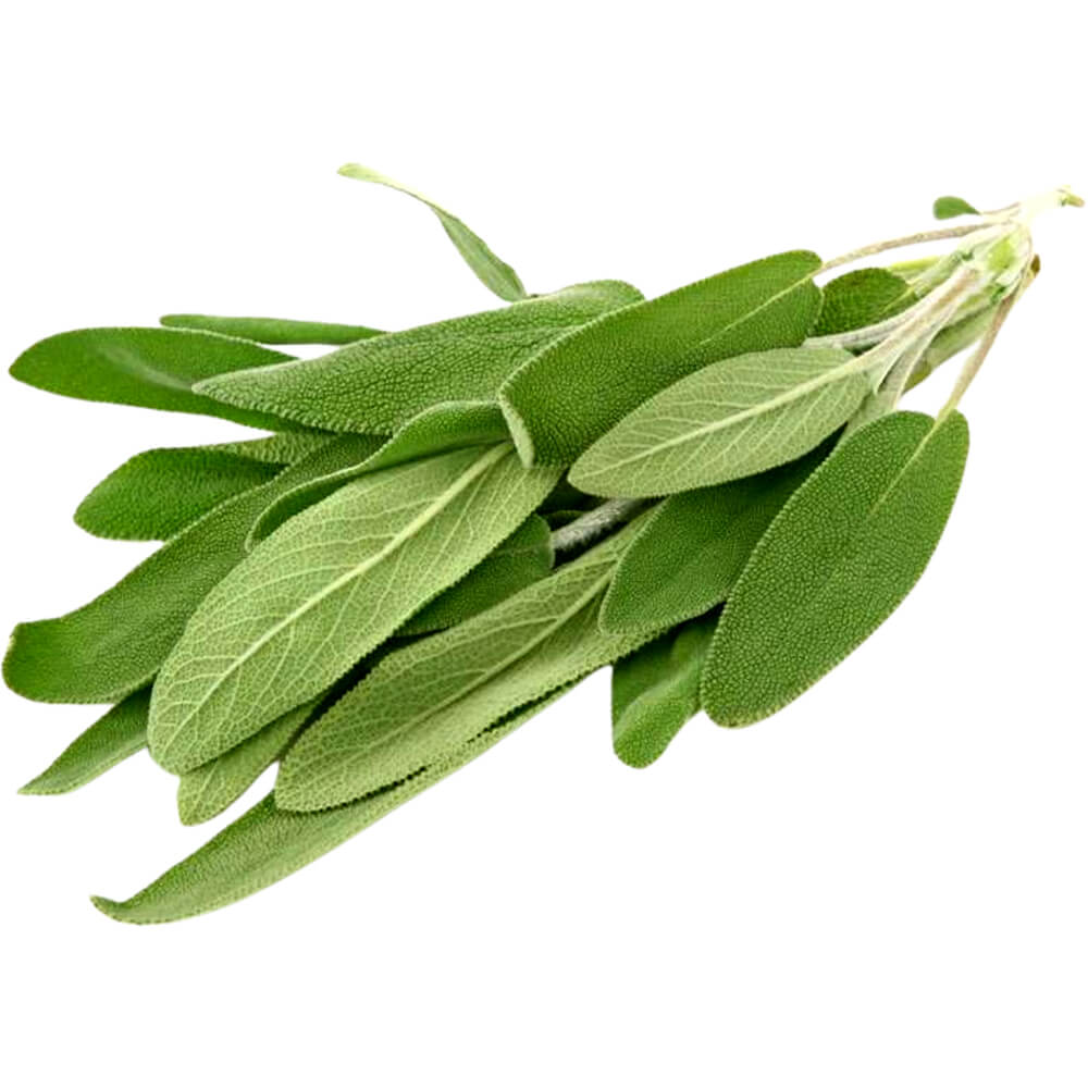 Sage - Image 2