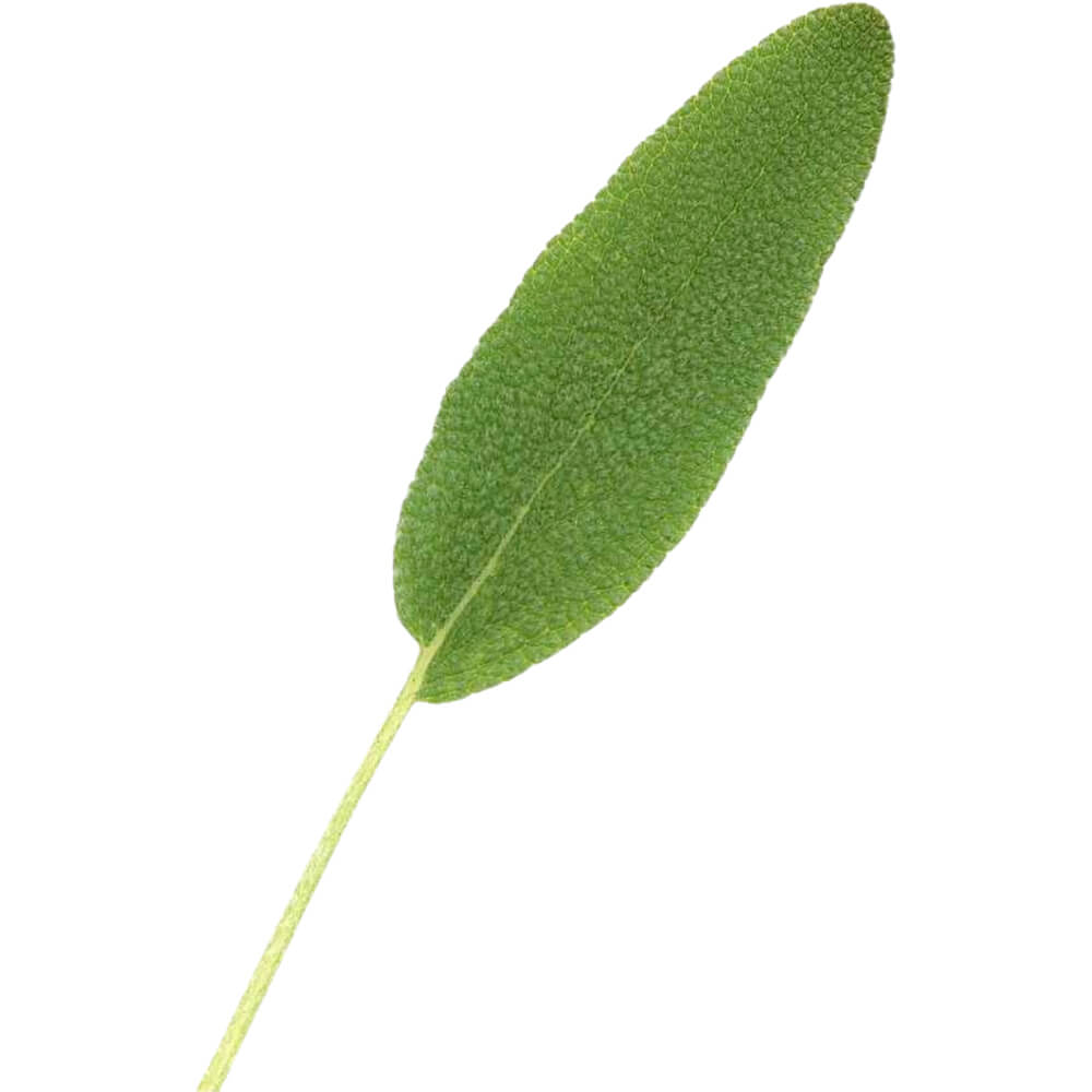 Sage - Image 3
