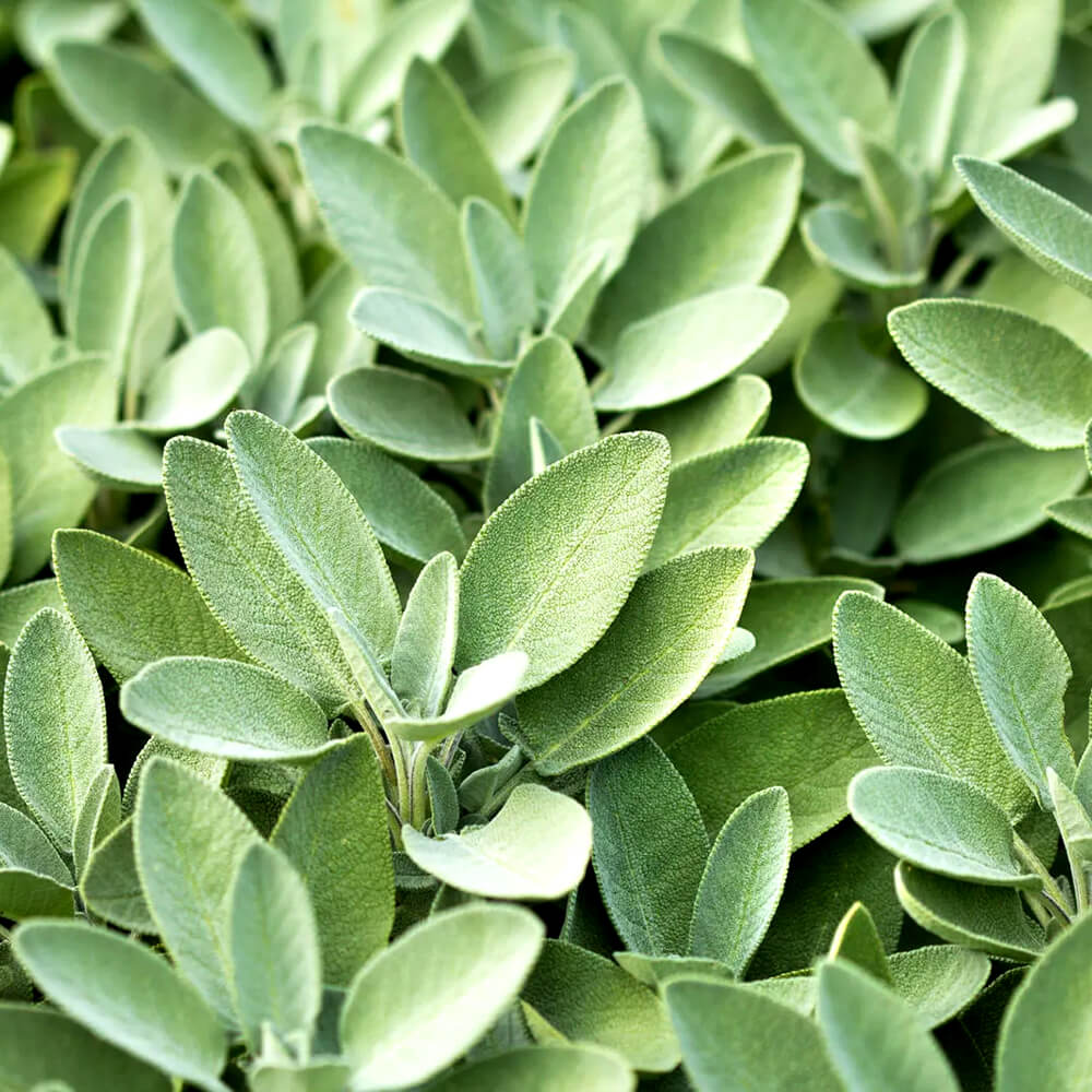 Sage - Image 5