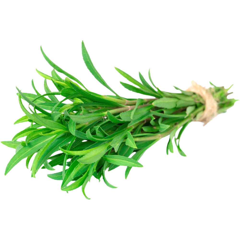 Tarragon - Image 3