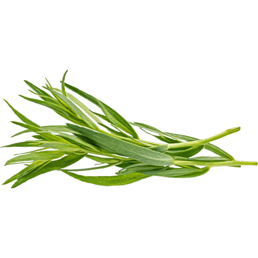 Tarragon - Image 4